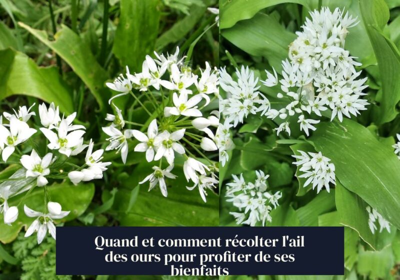 Quand et comment récolter l'ail des ours pour profiter de ses bienfaits
