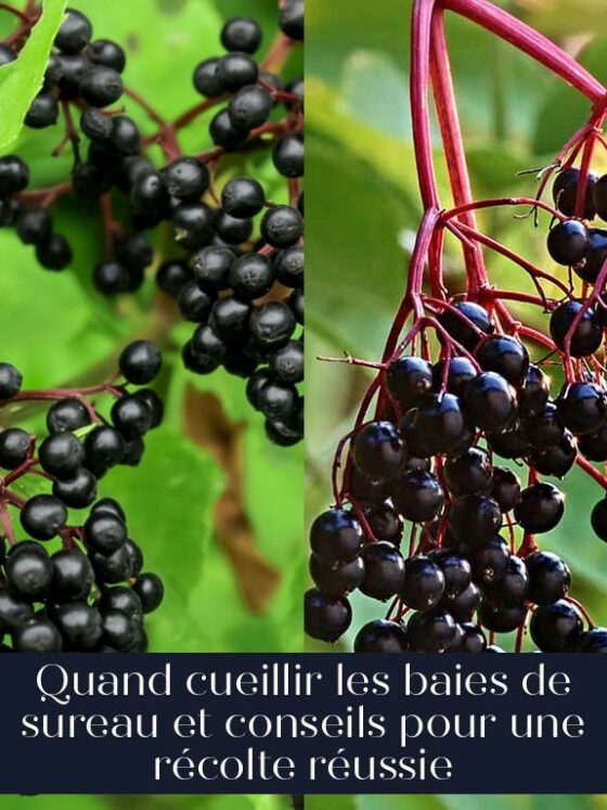 Quand cueillir les baies de sureau et conseils pour une récolte réussie