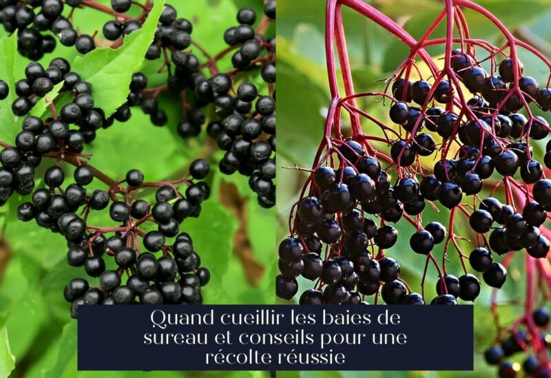 Quand cueillir les baies de sureau et conseils pour une récolte réussie