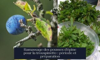 Ramassage des pousses d'épine pour la trouspinette : période et préparation