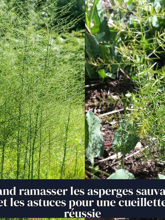 Quand ramasser les asperges sauvages et les astuces pour une cueillette réussie