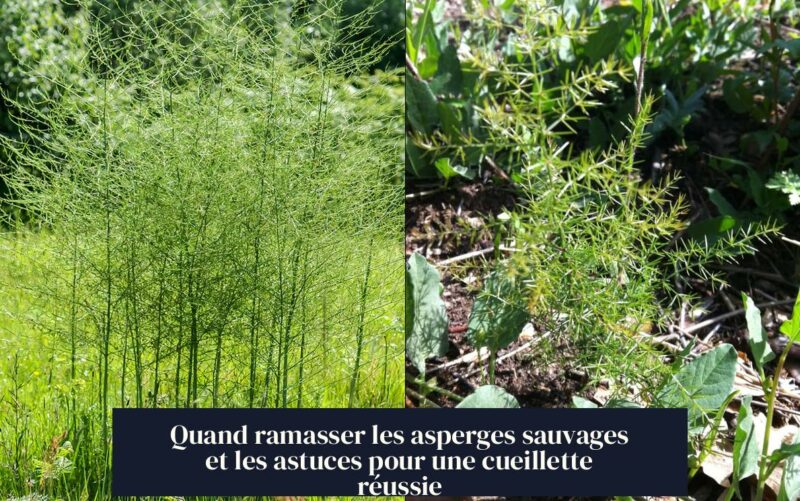 Quand ramasser les asperges sauvages et les astuces pour une cueillette réussie