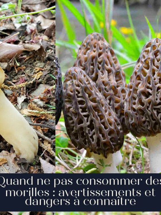 Quand ne pas consommer des morilles : avertissements et dangers à connaître