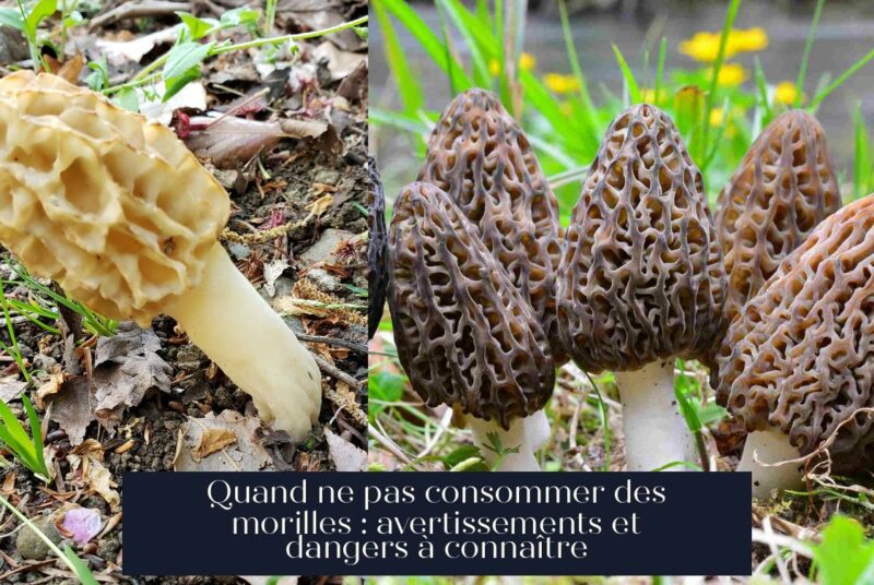 Quand ne pas consommer des morilles : avertissements et dangers à connaître