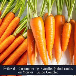 Évitez de Consommer des Carottes Malodorantes ou Moisies : Guide Complet