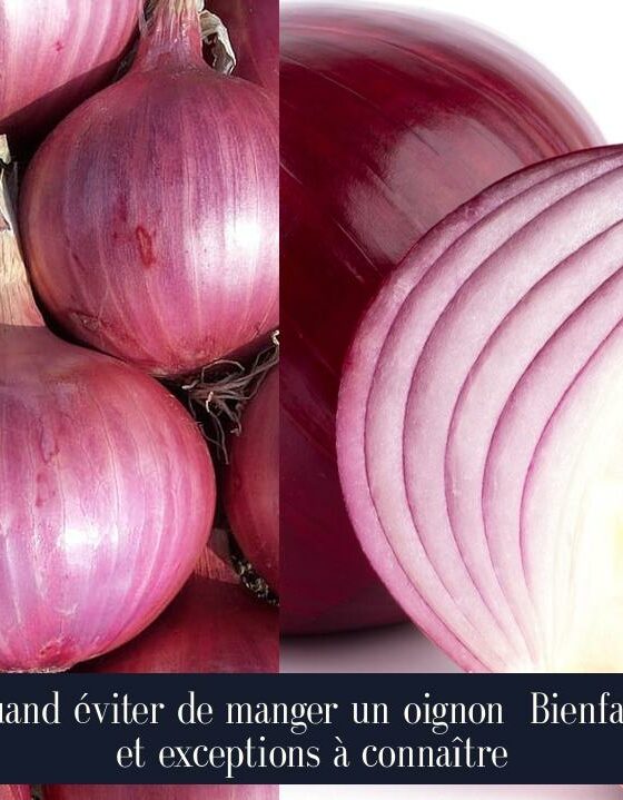 Quand éviter de manger un oignon Bienfaits et exceptions à connaître