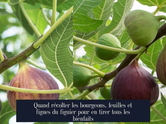 Quand récolter les bourgeons, feuilles et figues du figuier pour en tirer tous les bienfaits