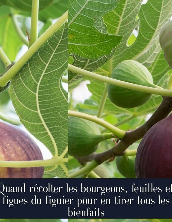 Quand récolter les bourgeons, feuilles et figues du figuier pour en tirer tous les bienfaits