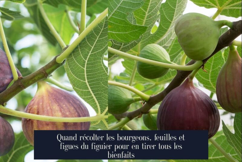 Quand récolter les bourgeons, feuilles et figues du figuier pour en tirer tous les bienfaits