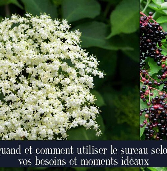 Quand et comment utiliser le sureau selon vos besoins et moments idéaux