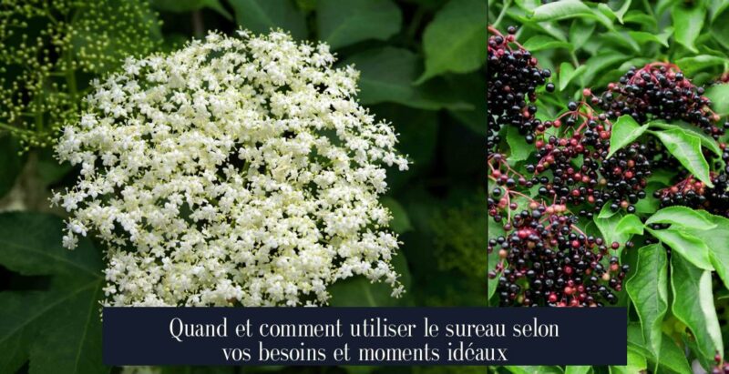 Quand et comment utiliser le sureau selon vos besoins et moments idéaux