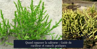 Quand ramasser la salicorne : Guide du cueilleur et conseils pratiques