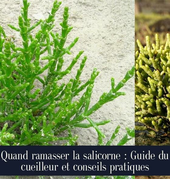 Quand ramasser la salicorne : Guide du cueilleur et conseils pratiques