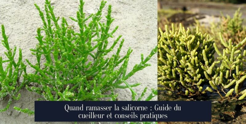 Quand ramasser la salicorne : Guide du cueilleur et conseils pratiques
