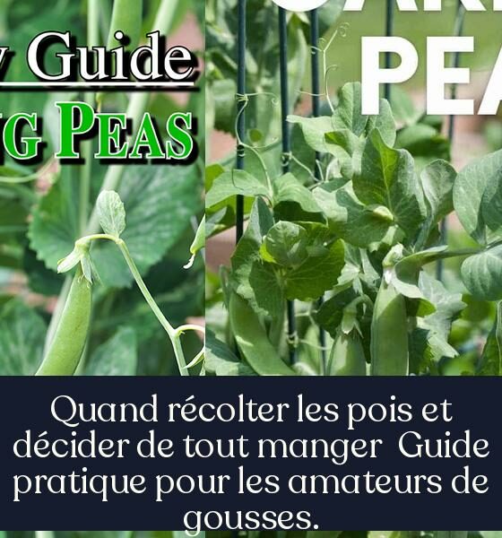 Quand récolter les pois et décider de tout manger Guide pratique pour les amateurs de gousses.