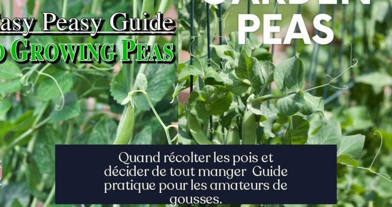 Quand récolter les pois et décider de tout manger Guide pratique pour les amateurs de gousses.
