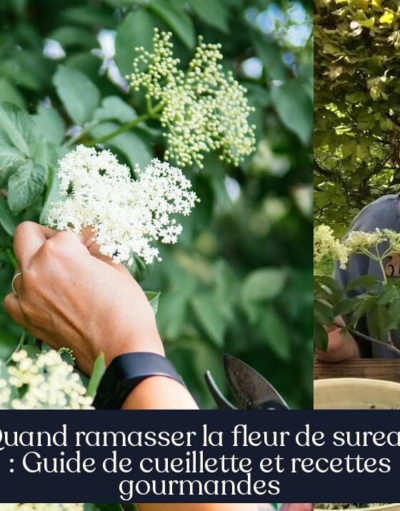 Quand ramasser la fleur de sureau : Guide de cueillette et recettes gourmandes