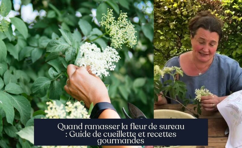 Quand ramasser la fleur de sureau : Guide de cueillette et recettes gourmandes