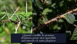 Quand cueillir la pousse d'épines pour des apéritifs savoureux et sans piqûres