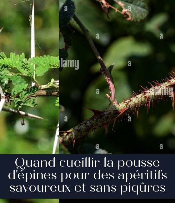 Quand cueillir la pousse d'épines pour des apéritifs savoureux et sans piqûres