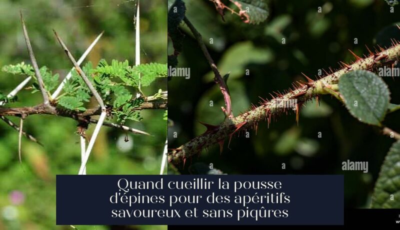 Quand cueillir la pousse d'épines pour des apéritifs savoureux et sans piqûres