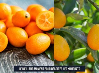 Le meilleur moment pour récolter les kumquats