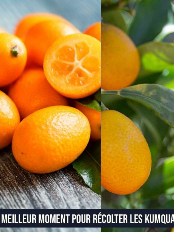 Le meilleur moment pour récolter les kumquats