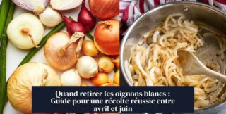 Quand retirer les oignons blancs : Guide pour une récolte réussie entre avril et juin