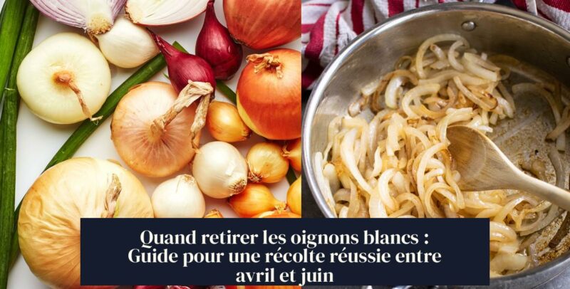 Quand retirer les oignons blancs : Guide pour une récolte réussie entre avril et juin