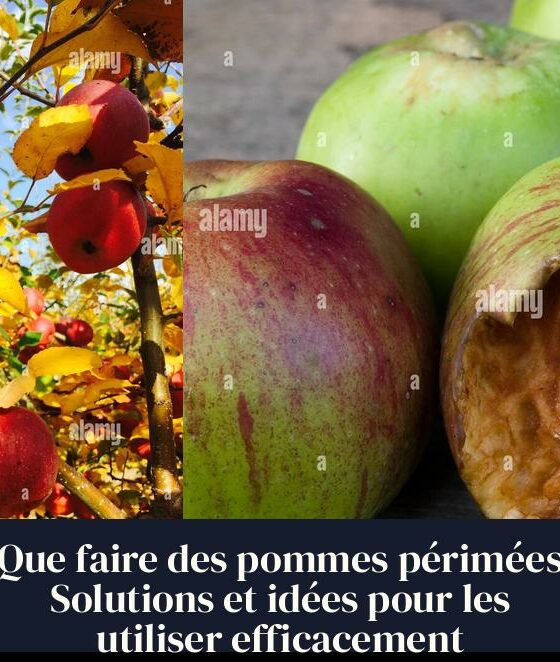 Que faire des pommes périmées Solutions et idées pour les utiliser efficacement