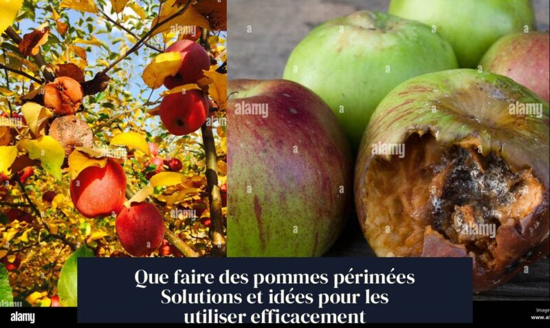 Que faire des pommes périmées Solutions et idées pour les utiliser efficacement