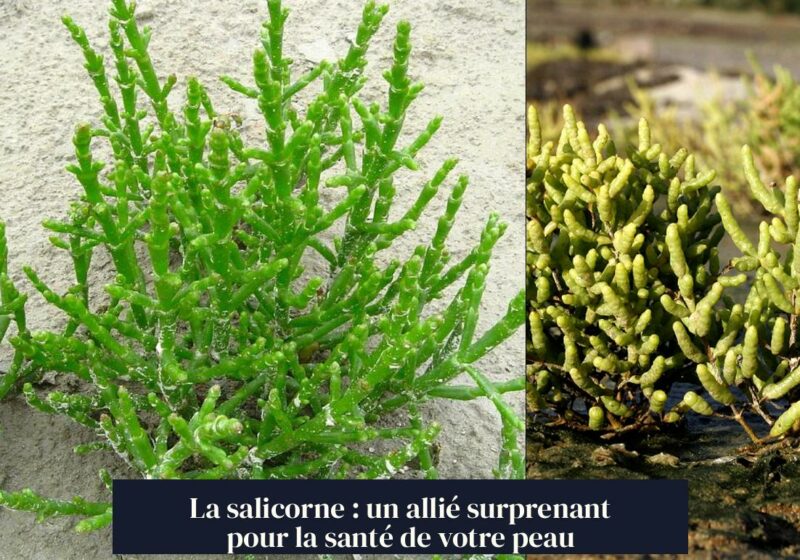 La salicorne : un allié surprenant pour la santé de votre peau