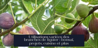 Utilisations variées des branches de figuier : bonsaï, projets, cuisine et plus