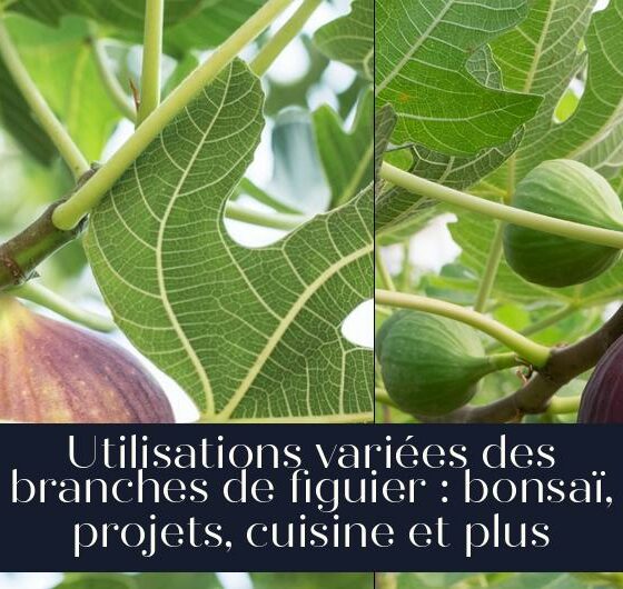 Utilisations variées des branches de figuier : bonsaï, projets, cuisine et plus