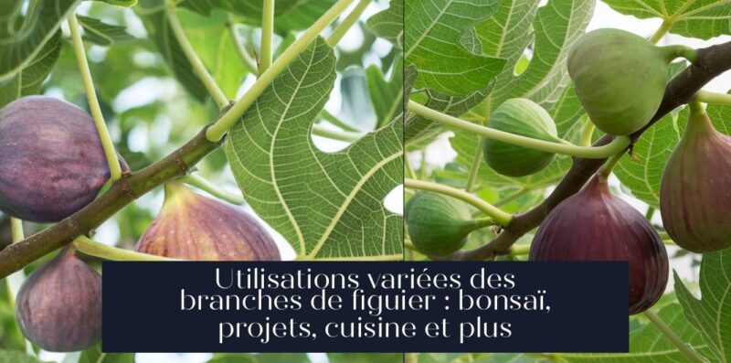 Utilisations variées des branches de figuier : bonsaï, projets, cuisine et plus