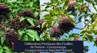 Utilisations Pratiques des Feuilles de Sureau : Compostage, Conservation et Répulsif Naturel