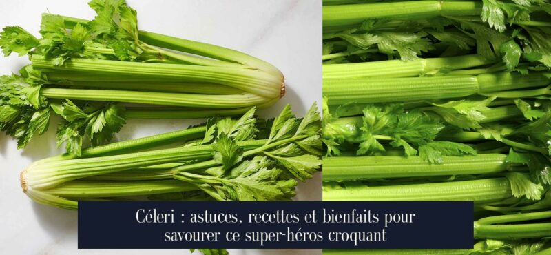 Céleri : astuces, recettes et bienfaits pour savourer ce super-héros croquant