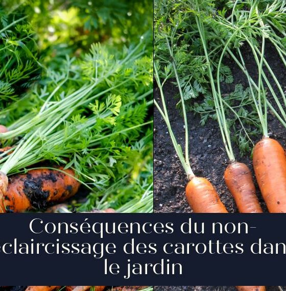 Conséquences du non-éclaircissage des carottes dans le jardin