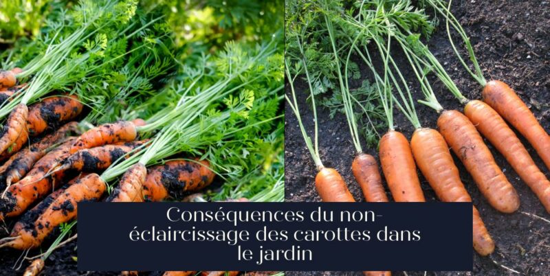 Conséquences du non-éclaircissage des carottes dans le jardin