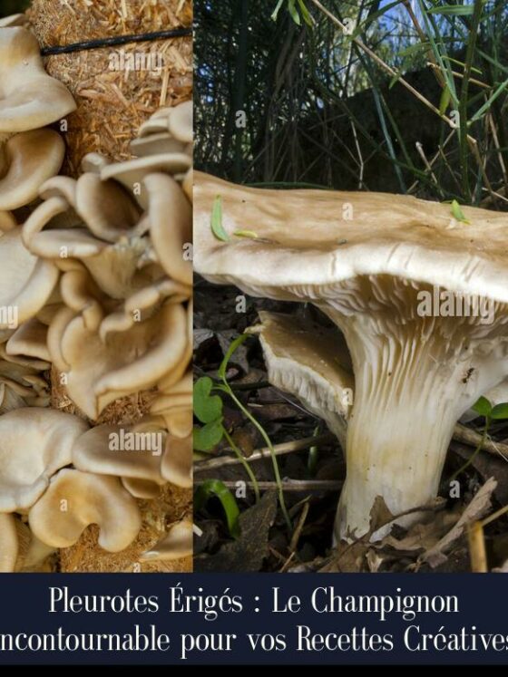 Pleurotes Érigés : Le Champignon Incontournable pour vos Recettes Créatives