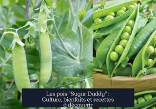 Les pois "Sugar Daddy" : Culture, bienfaits et recettes à découvrir