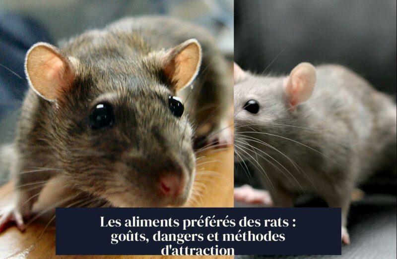 Les aliments préférés des rats : goûts, dangers et méthodes d'attraction