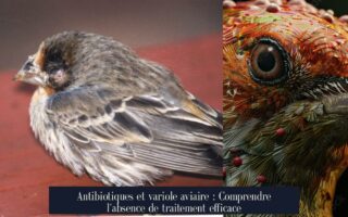 Antibiotiques et variole aviaire : Comprendre l'absence de traitement efficace