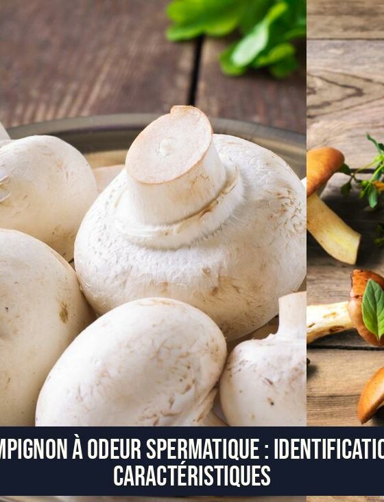 Champignon à odeur spermatique : identification et caractéristiques