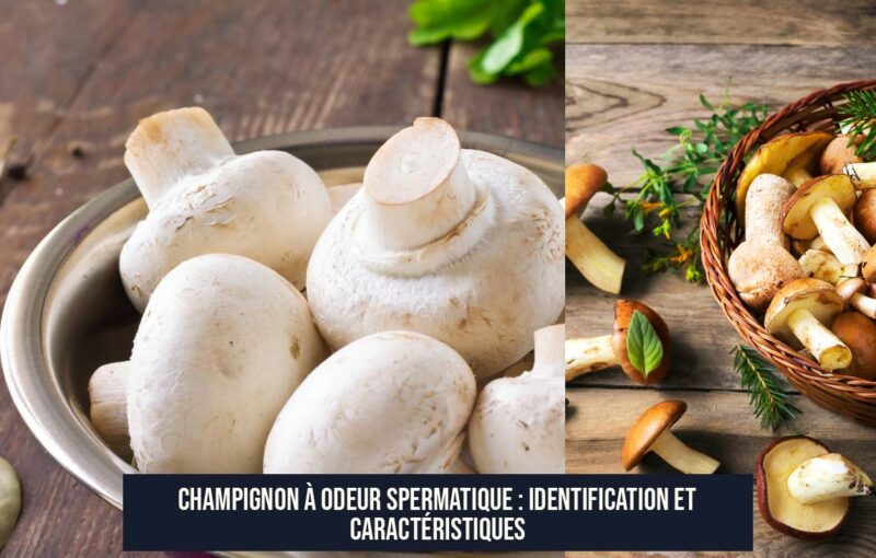 Champignon à odeur spermatique : identification et caractéristiques