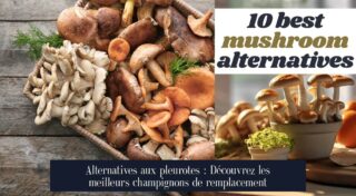 Alternatives aux pleurotes : Découvrez les meilleurs champignons de remplacement