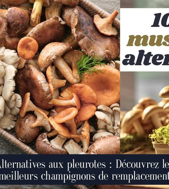 Alternatives aux pleurotes : Découvrez les meilleurs champignons de remplacement
