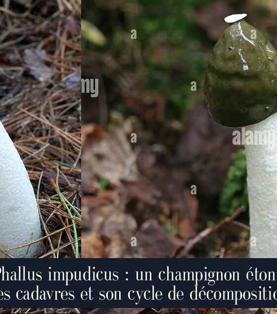 Le Phallus impudicus : un champignon étonnant des cadavres et son cycle de décomposition