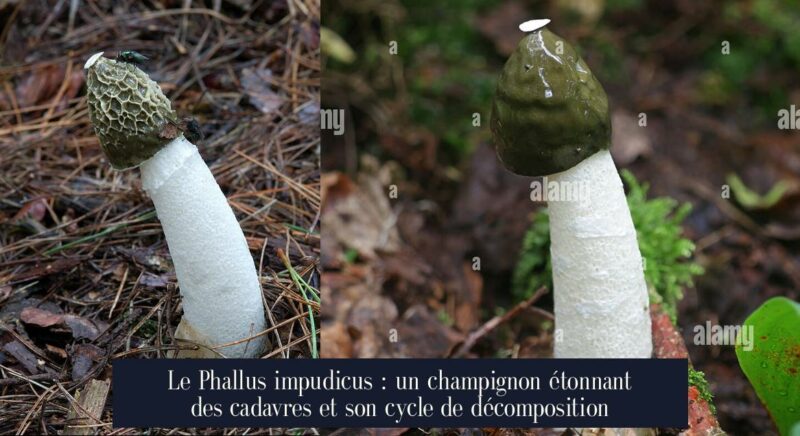 Le Phallus impudicus : un champignon étonnant des cadavres et son cycle de décomposition