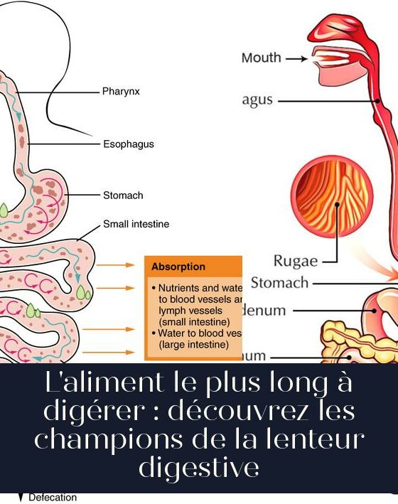 L'aliment le plus long à digérer : découvrez les champions de la lenteur digestive
